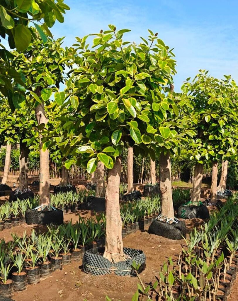 whatsapp image 2026 01 16 at 12.06.44.jpeg