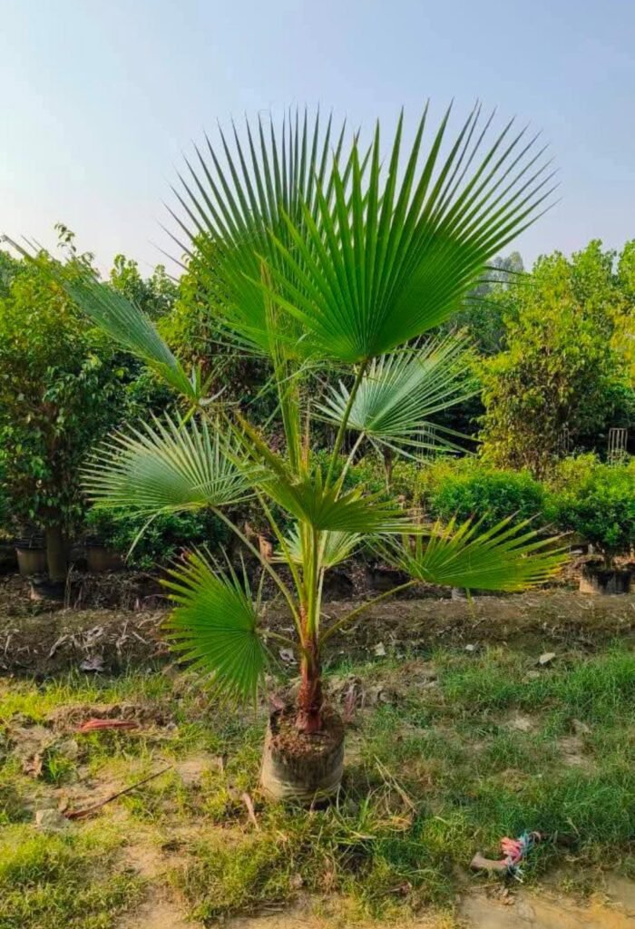 whatsapp image 2026 01 16 at 12.09.02 1.jpeg