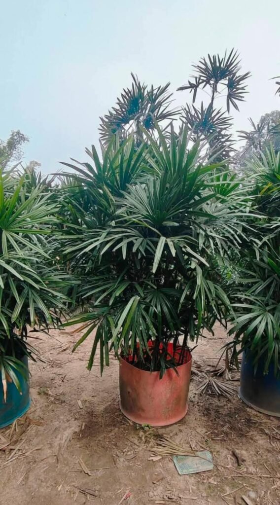 whatsapp image 2026 01 16 at 12.09.02 2.jpeg