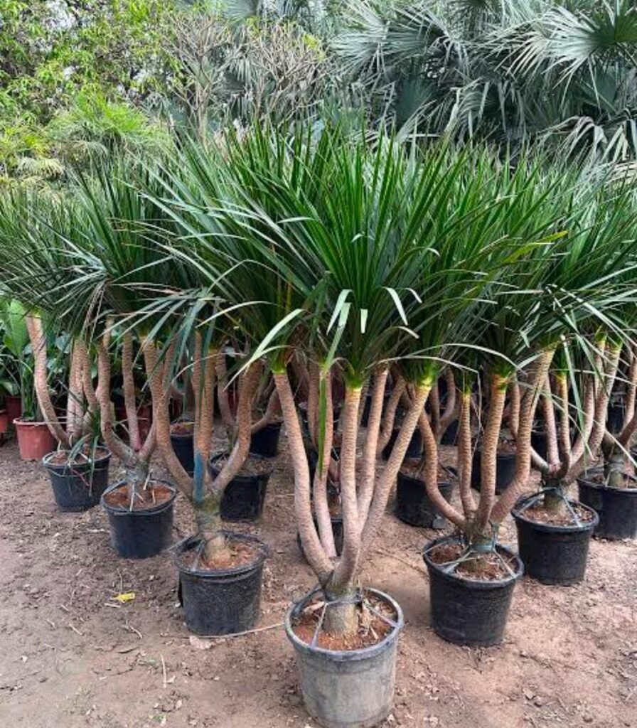 whatsapp image 2026 01 16 at 12.09.02.jpeg