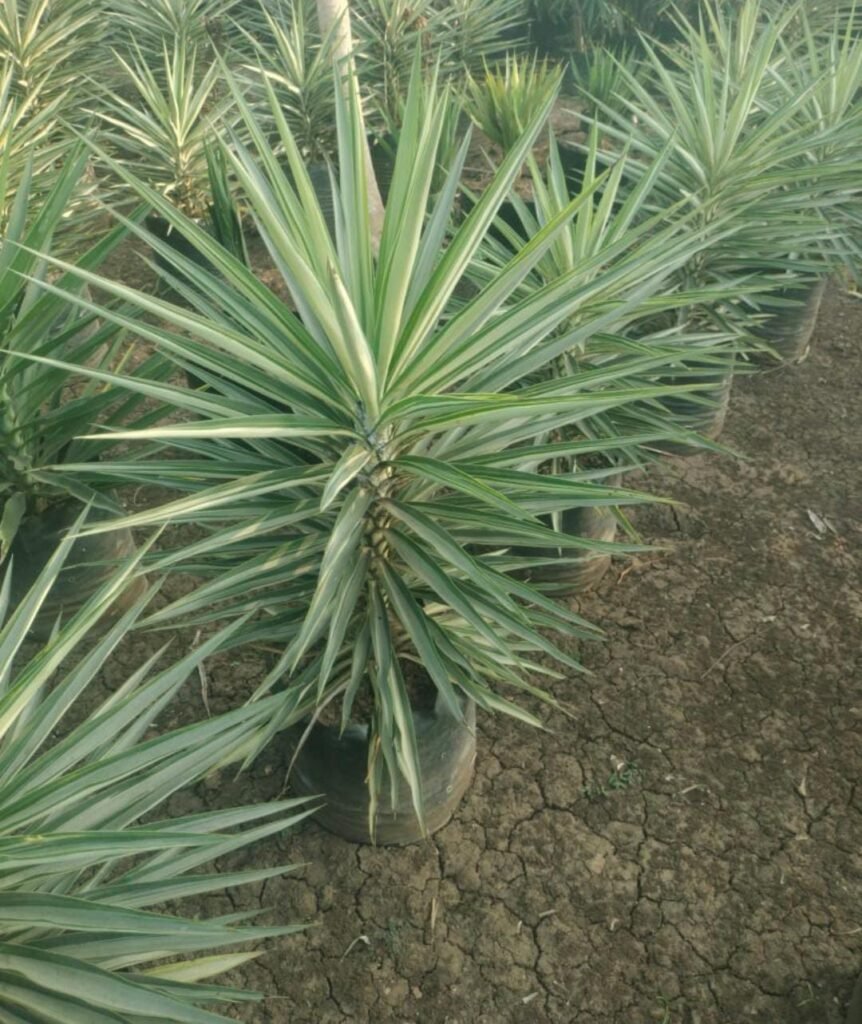 whatsapp image 2026 01 16 at 12.09.33 2.jpeg