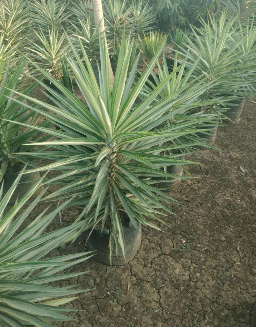 WhatsApp Image 2026 01 16 At 12.09.33