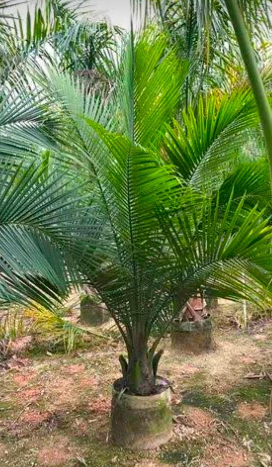 WhatsApp Image 2026 01 16 At 12.24.54