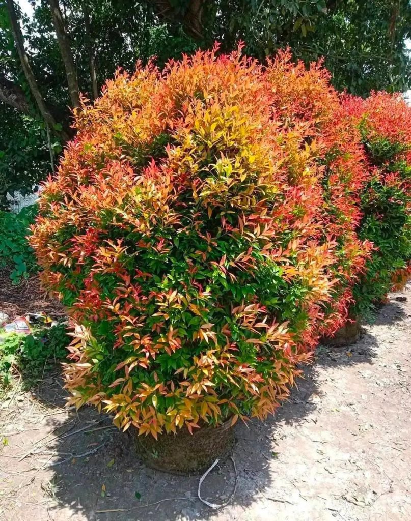 whatsapp image 2026 01 18 at 11.28.57 (1)