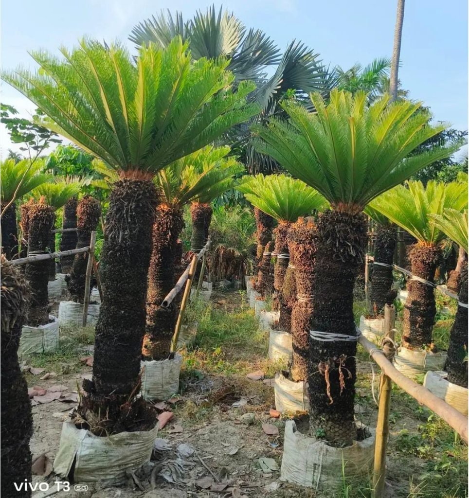 whatsapp image 2026 01 18 at 11.29.59 (2)