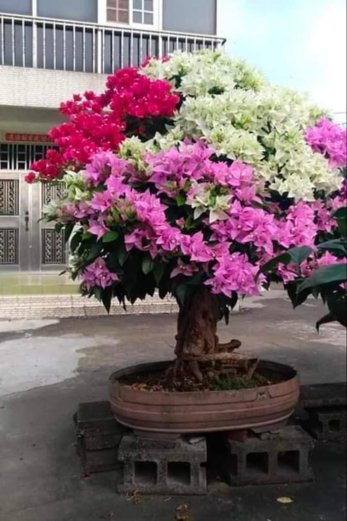 whatsapp image 2026 01 18 at 11.32.35