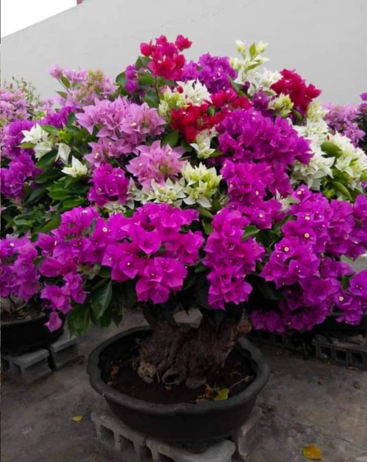 whatsapp image 2026 01 18 at 11.32.36