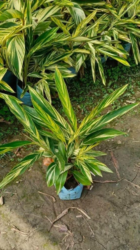 whatsapp image 2026 01 18 at 11.33.39 (4)