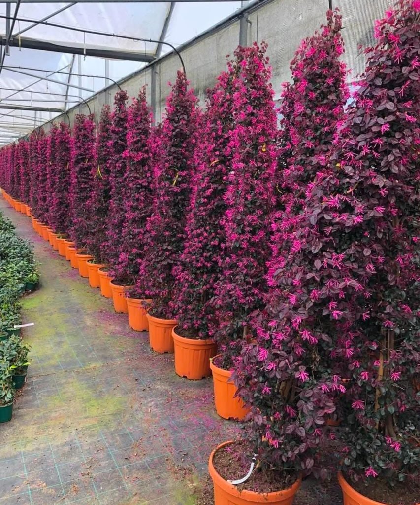 whatsapp image 2026 01 18 at 11.49.15