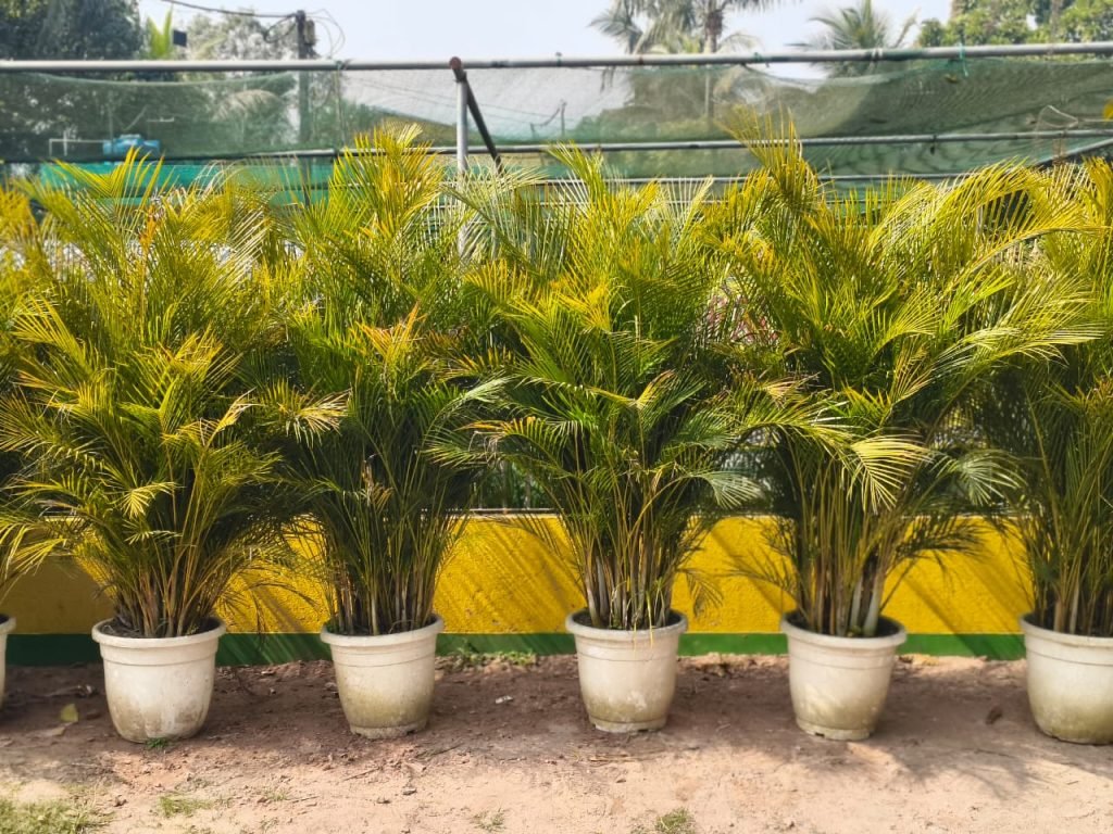 whatsapp image 2026 01 19 at 18.38.05