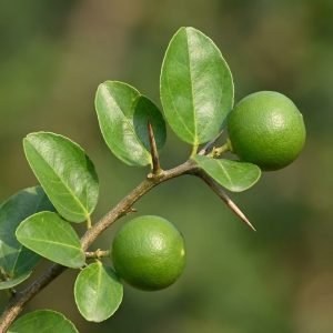 ber green apple plant