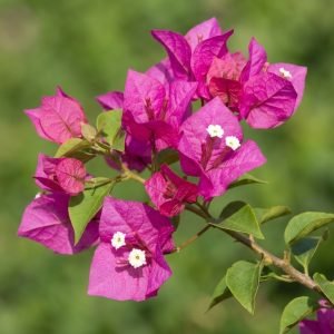 bougainvillea plant