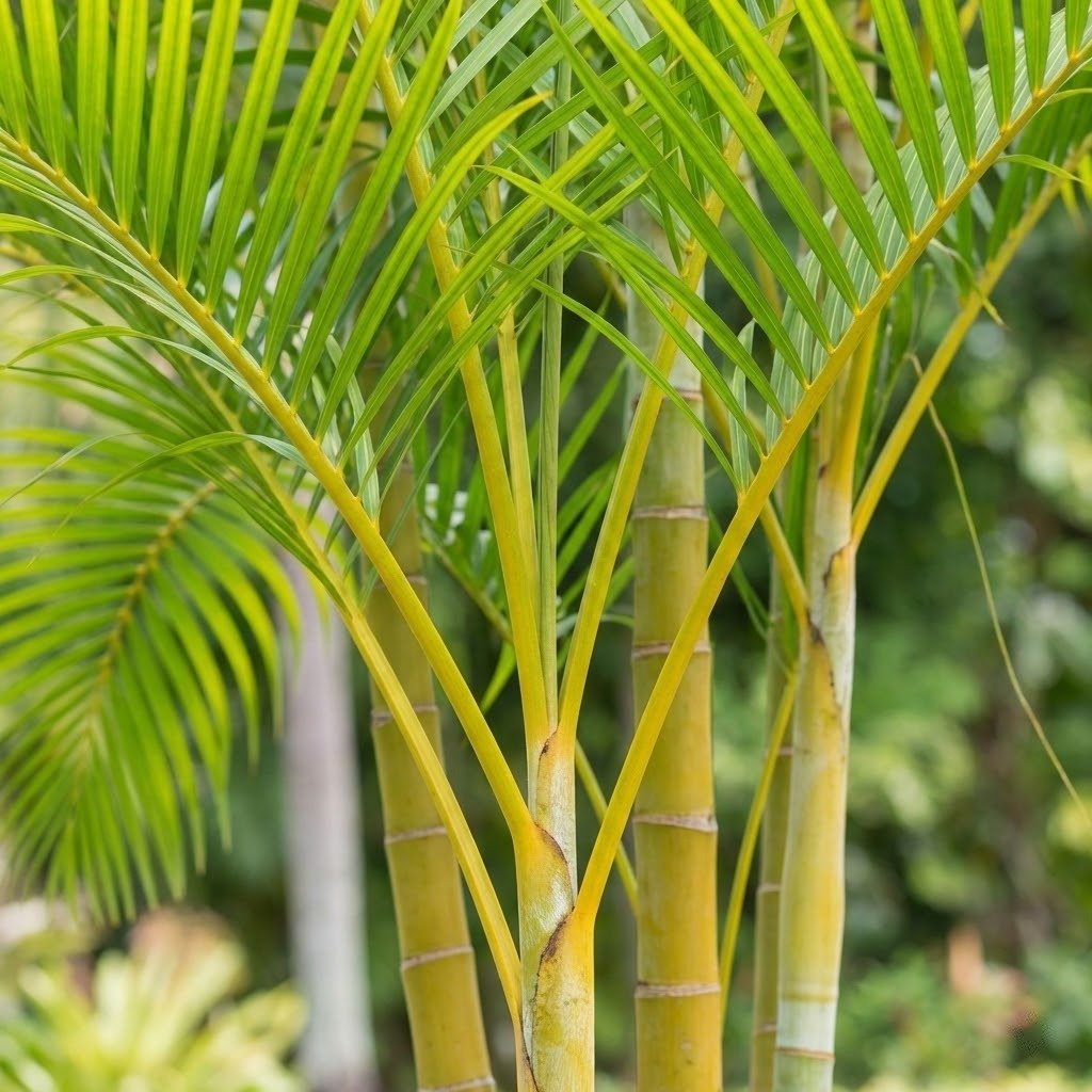butterfly palms butterfly palms