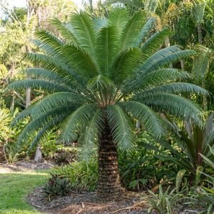 cycad palm