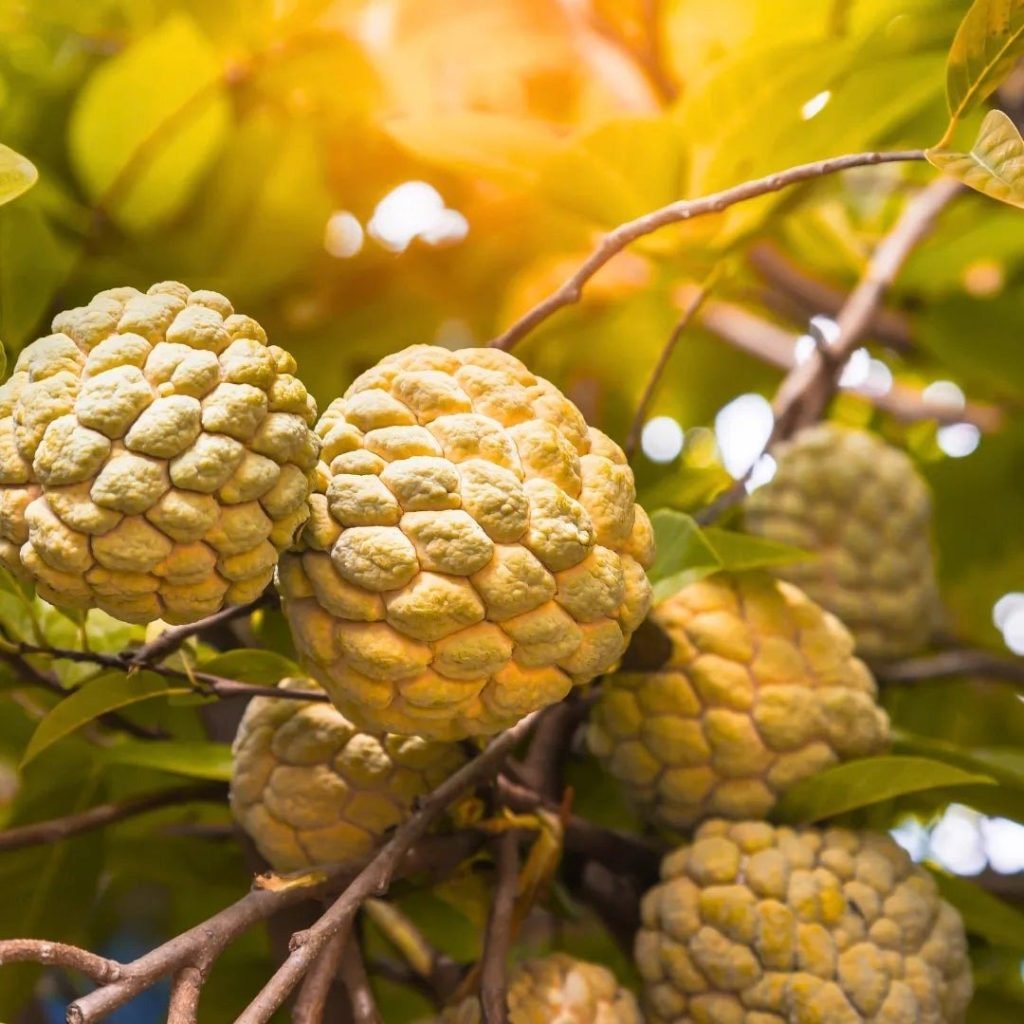 golden custard apple plant