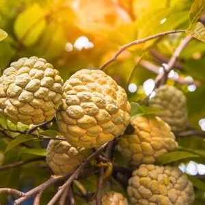 golden custard apple plant