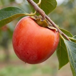 persimmon plant