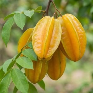 star fruit plant